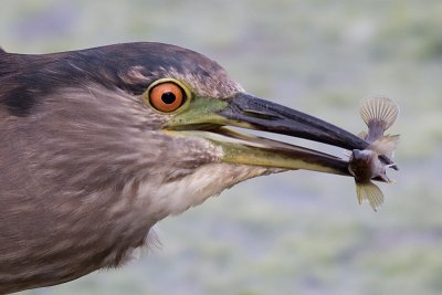 immature black-crowned night heron 355