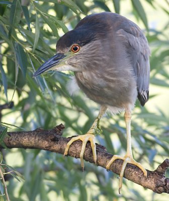 immature black-crowned night heron 356