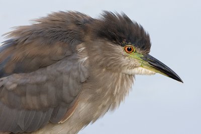 juvbcnheron358