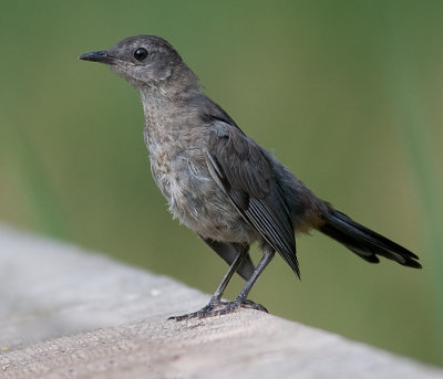 juvenile catbird 2