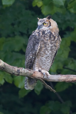 great horned owl 9