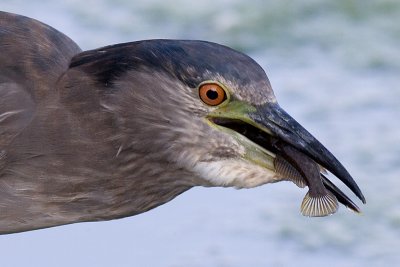 immature black-crowned night heron 360