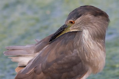 immature black-crowned night heron 364