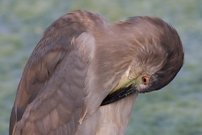 immature black-crowned night heron 365