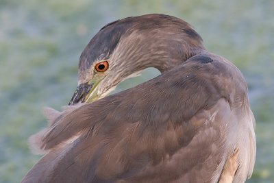 immature black-crowned night heron 366