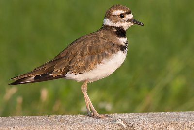 juvenile killdeer 10