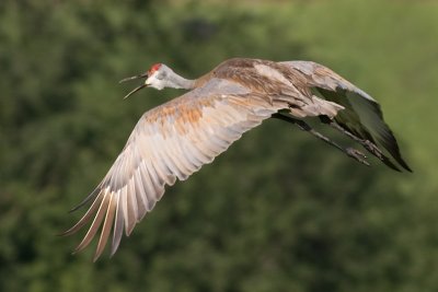 sandhill crane 1
