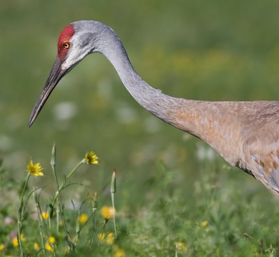 sandhill crane 10