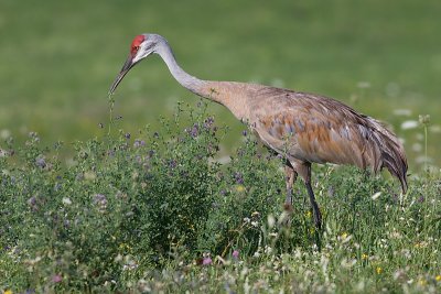 sandhill crane 13