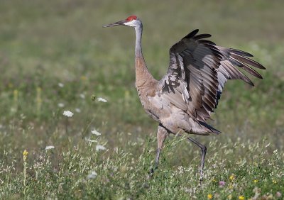 sandhill crane 15