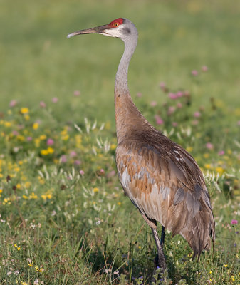 sandhill crane 25