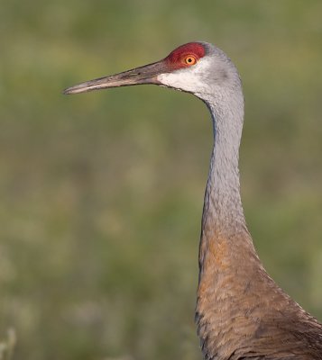 sandhill crane 26