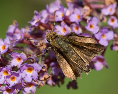 skipper3.jpg