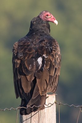 turkey vulture 61