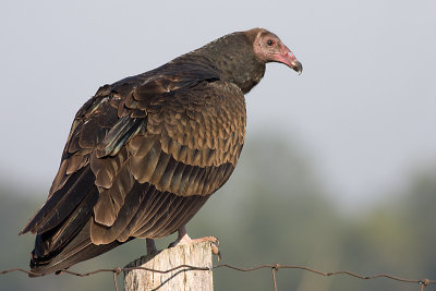 turkey vulture 62