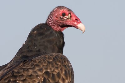 turkey vulture 63