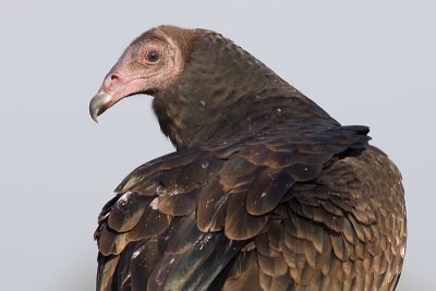 turkey vulture 64