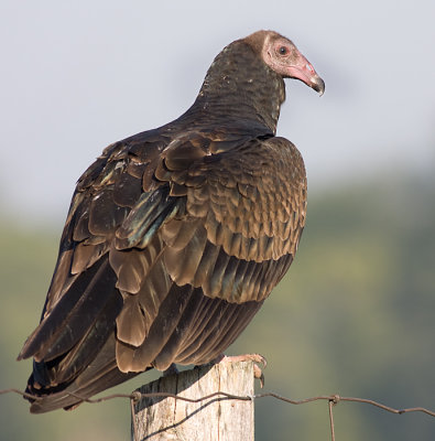 turkey vulture 65