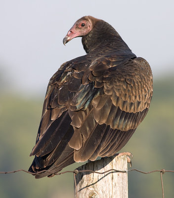 turkey vulture 66
