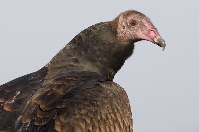 Turkey Vulture - immature