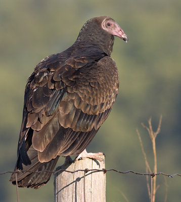 turkey vulture 68