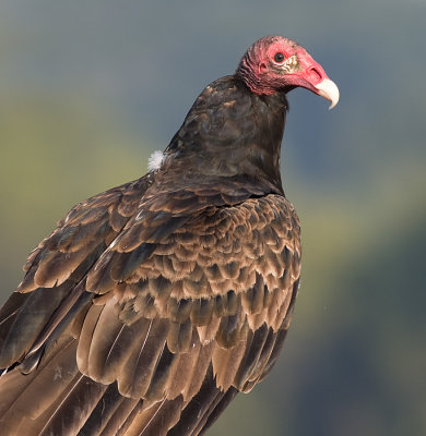 turkey vulture 69