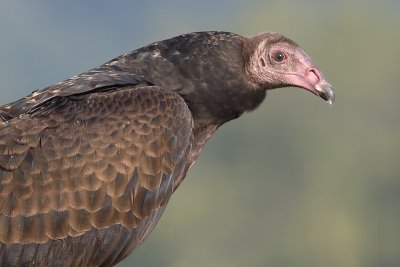 turkey vulture 71
