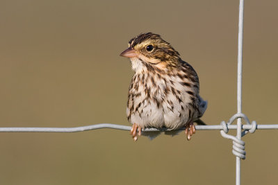 savannah sparrow 3