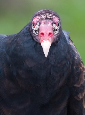 turkey vulture 72