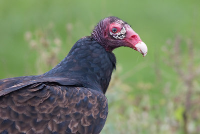 turkey vulture 73