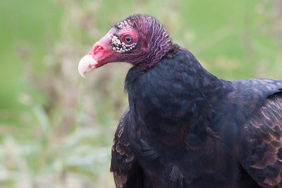 turkey vulture 74