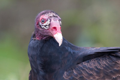 turkey vulture 75