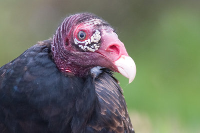 turkey vulture 76
