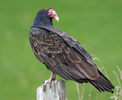 turkey vulture 79