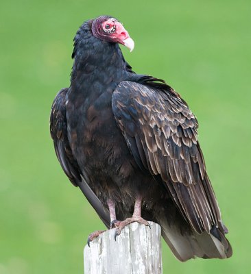 turkey vulture 80