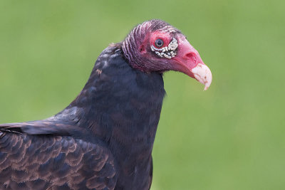 turkey vulture 81