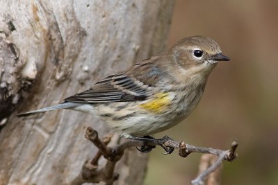 Yellow Rumped Warbler - Female