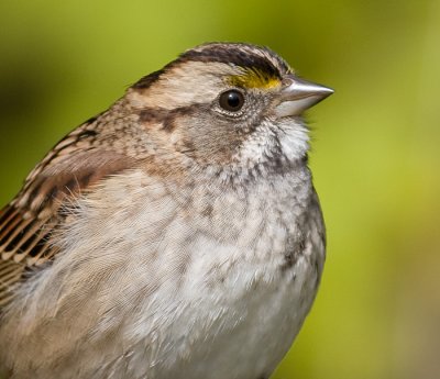 white-throated sparrow 127
