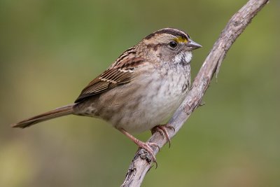 white-throated sparrow 128