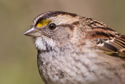 white-throated sparrow 129