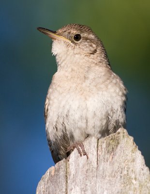 house wren 68