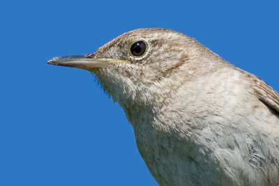 house wren 70