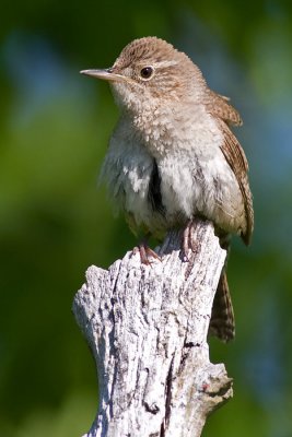 house wren 71