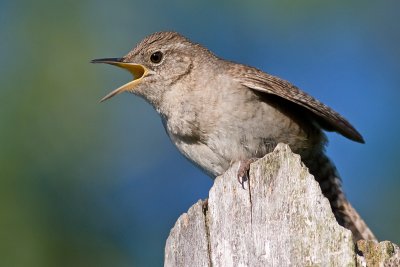 house wren 72