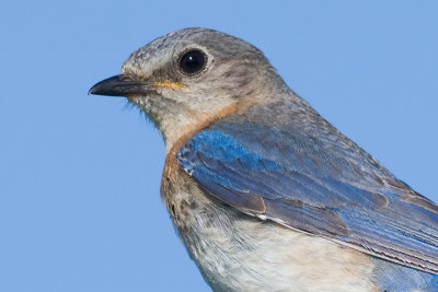 bluebird 9