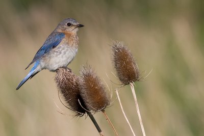 Bluebird - Female
