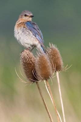 bluebird 15