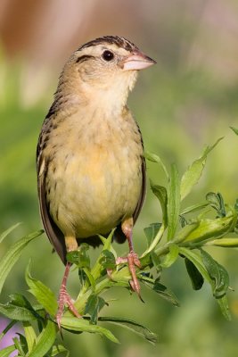 bobolink 2