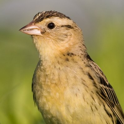 bobolink 11