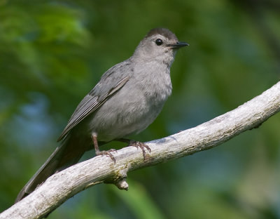 catbird 54